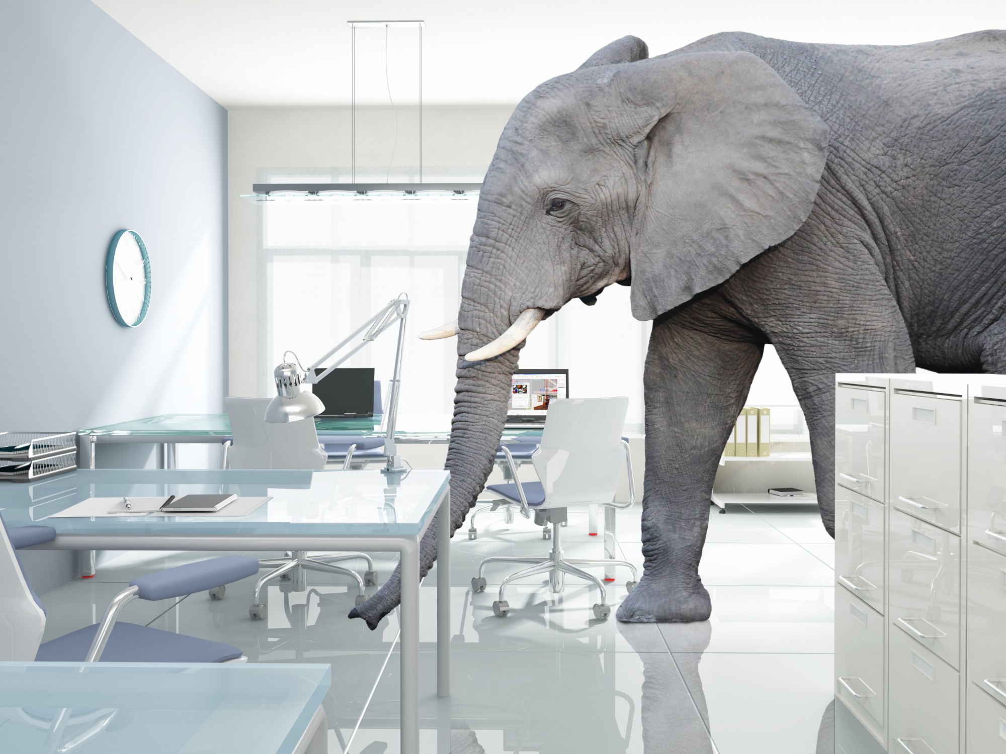 Elephant in the Room Workplace Dynamics